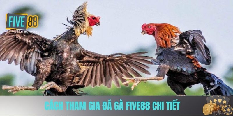 Cách tham gia Đá Gà Five88 chi tiết 