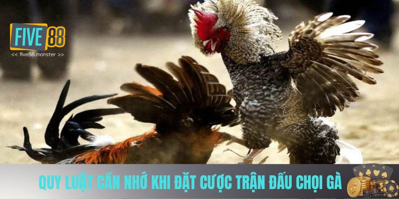 Quy luật cần nhớ khi đặt cược trận đấu chọi gà 