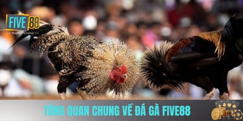 Tổng quan chung về Đá Gà Five88 